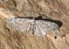 Eupithecia icterata